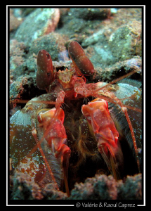 Look into my eyes ... you feel sleepy ... by Raoul Caprez 